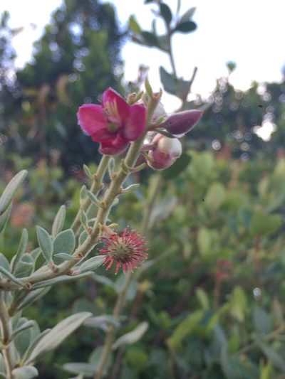 Krameria tomentosa, photographed by B. Phalan