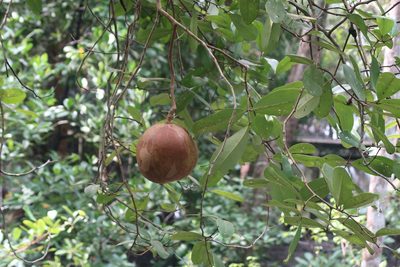 Xylocarpus granatum, photographed by Yaron Budowski