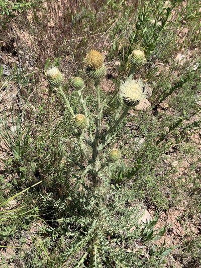 Cirsium canescens, photographed by Ron Burkert