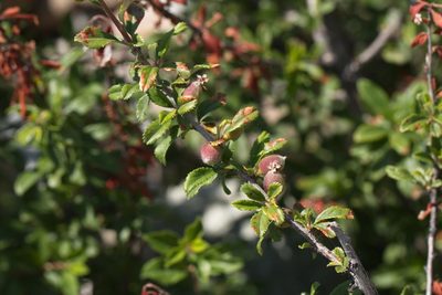 Prunus erythrocarpa, photographed by Вячеслав Юсупов