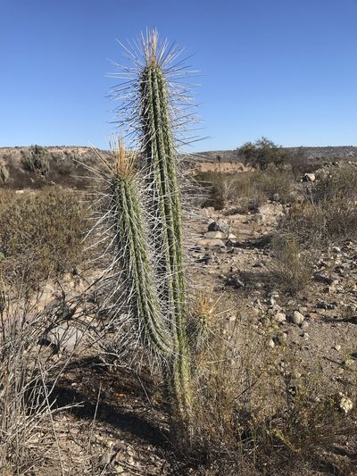 Eulychnia acida, photographed by william_hoyer