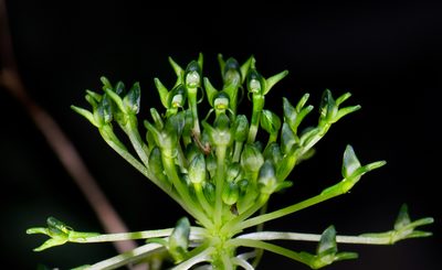 Malaxis brachyrrhynchos, photographed by Alan Rockefeller