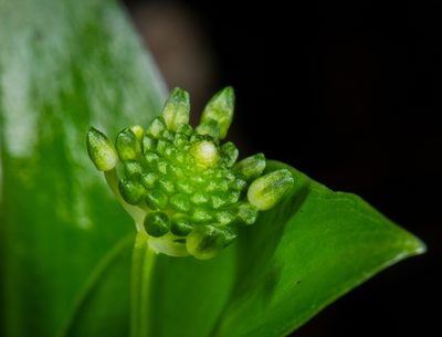 Malaxis brachyrrhynchos, photographed by Alan Rockefeller