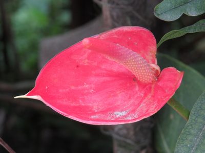Anthurium andraeanum, photographed by Diogo Luiz