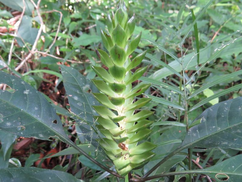 Aphelandra prismatica, photographed by Diogo Luiz