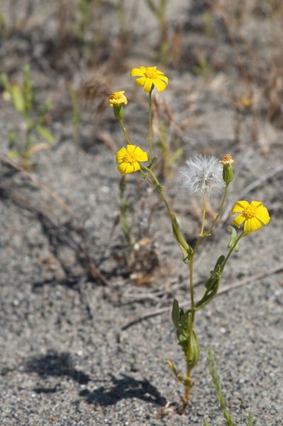 Senecio subdentatus, photographed by Вячеслав Юсупов