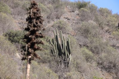 Leucostele chiloensis, photographed by Steven Bodzin