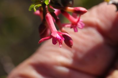 Fuchsia lycioides, photographed by Steven Bodzin
