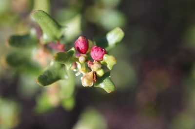 Muehlenbeckia hastulata, photographed by Steven Bodzin