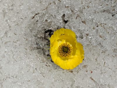 Ranunculus adoneus, photographed by Ethan Rose