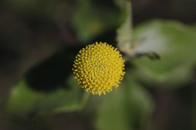 Podanthus mitiqui, photographed by Steven Bodzin
