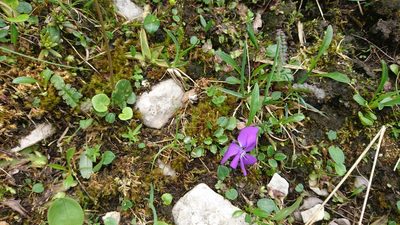 Viola alpina, photographed by Grzegorz Grzejszczak