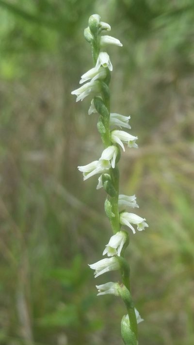 Spiranthes torta, photographed by Jay Horn