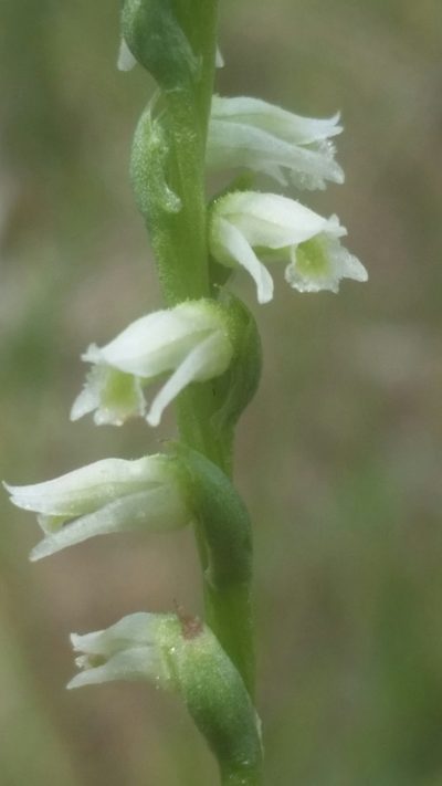 Spiranthes torta, photographed by Jay Horn