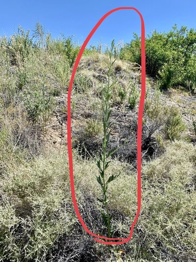Thelypodium integrifolium, photographed by CK2AZ