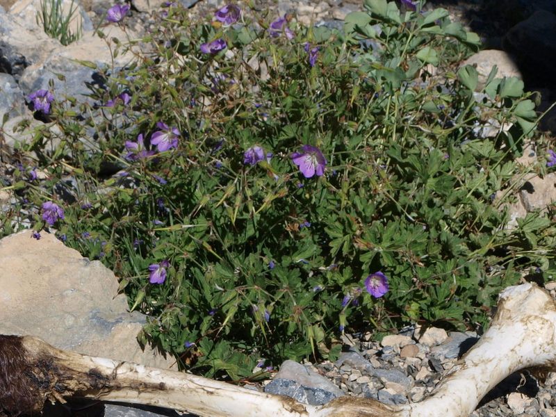 Geranium saxatile, photographed by Pavel Kacl