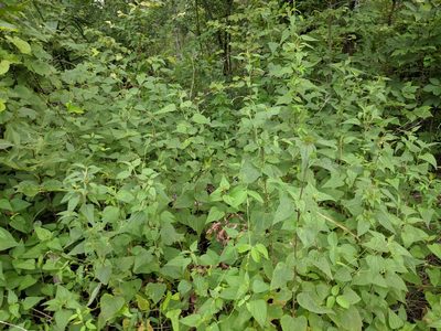 Brickellia cordifolia, photographed by Scott Allen Davis
