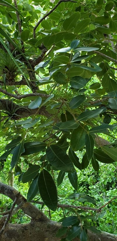 Zanthoxylum flavum, photographed by Heather Mazzaccaro