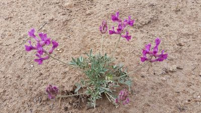 Oxytropis besseyi, photographed by Laura Holloway