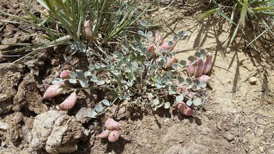 Astragalus chamaeleuce, photographed by Laura Holloway