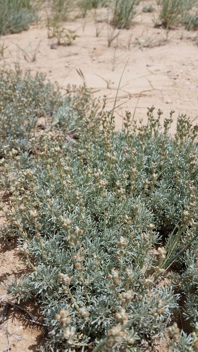 Artemisia pedatifida, photographed by Laura Holloway