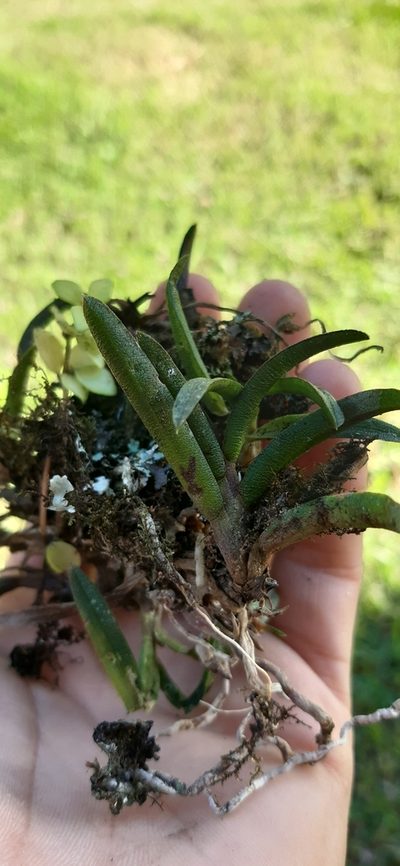 Epidendrum rhodovandoides, photographed by DANIEL ALEJANDRO CHICA BOTERO