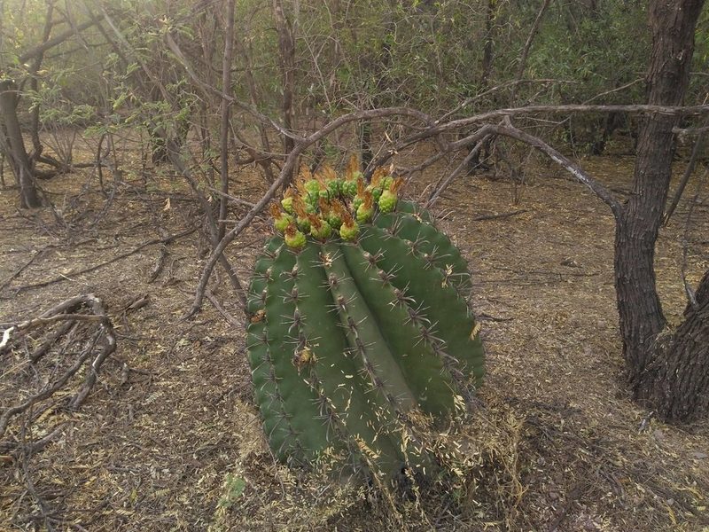 Ferocactus herrerae, photographed by Kevin Reynaga