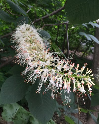 Aesculus parviflora, photographed by aberkov