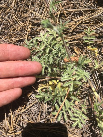 Potentilla crinita, photographed by Trystan Harpold