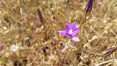 Brodiaea appendiculata, photographed by Annie Chang