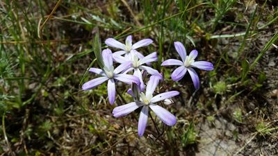 Brodiaea nana, photographed by Annie Chang