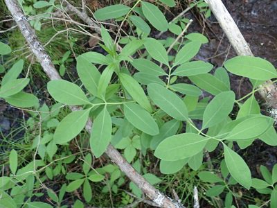 Lonicera oblongifolia, photographed by Rob Foster
