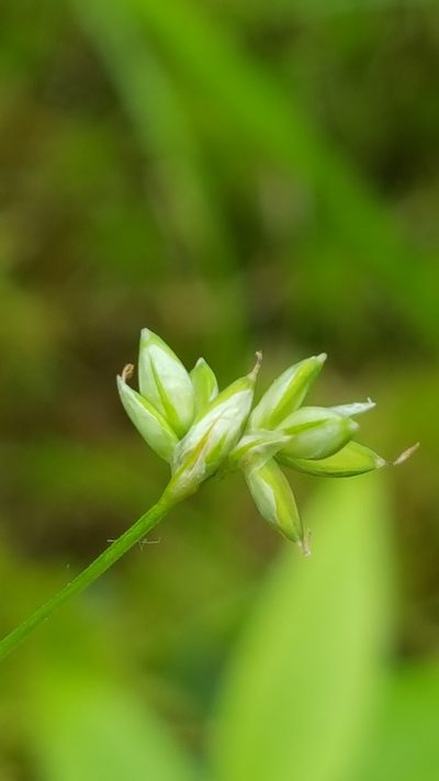 Carex tenuiflora, photographed by Norma Malinowski