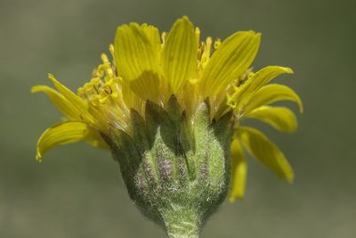 Arnica chamissonis, photographed by Craig Martin