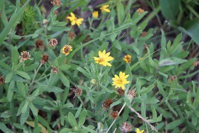 Heterotheca camporum, photographed by Mike B