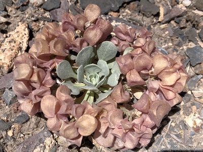 Physaria chambersii, photographed by Tim Messick