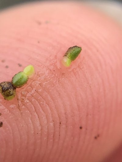 Wolffia borealis, photographed by Jenn (McPhee) Dyson