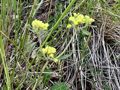 Eriogonum wootonii, photographed by CK2AZ