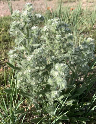 Oreocarya thyrsiflora, photographed by Ron Burkert