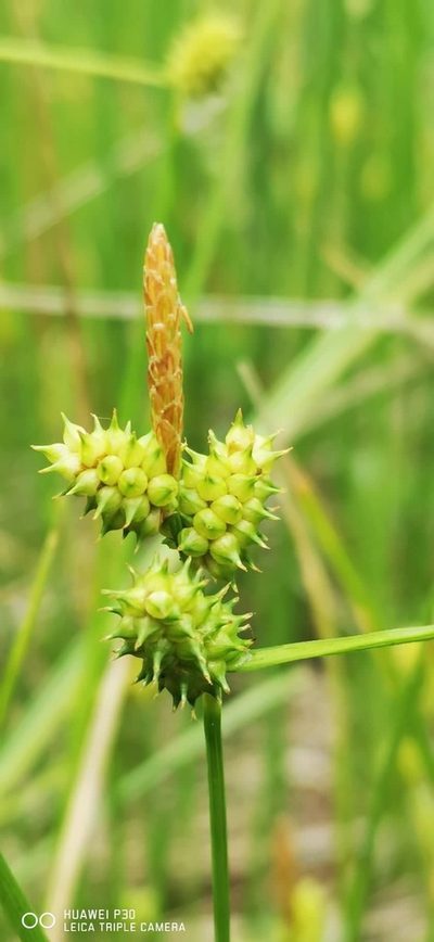 Carex oederi, photographed by Alexander Dubynin