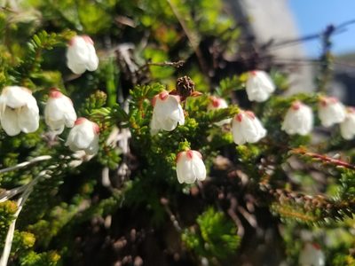 Harrimanella stelleriana, photographed by Matt Muir