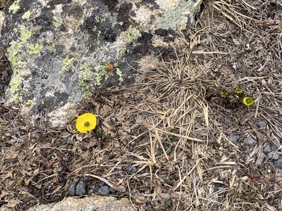 Ranunculus adoneus, photographed by Ron Burkert