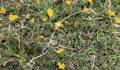 Cymopterus alpinus, photographed by Ron Burkert