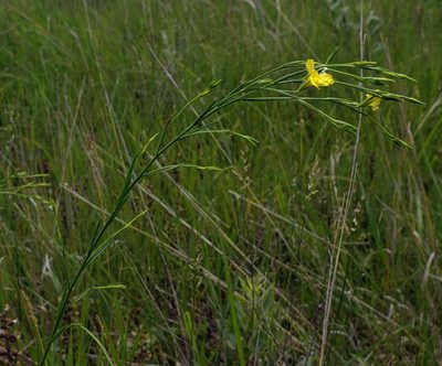 Linum sulcatum, photographed by aarongunnar