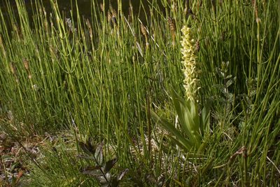 Platanthera hyperborea, photographed by Brian Gratwicke