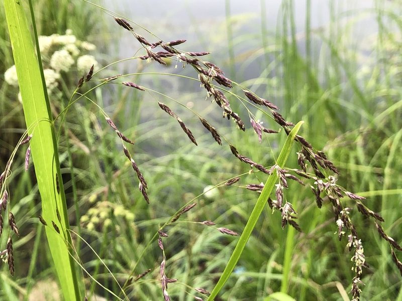 Glyceria pulchella, photographed by Jason Grant