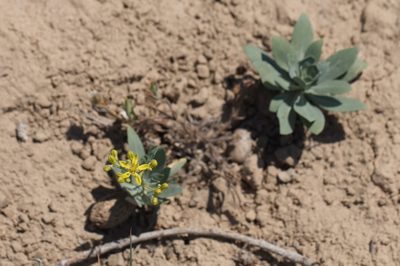 Haplophyllum ferganicum, photographed by Вячеслав Юсупов