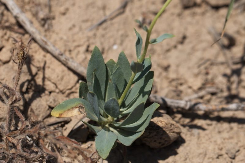 Haplophyllum ferganicum, photographed by Вячеслав Юсупов