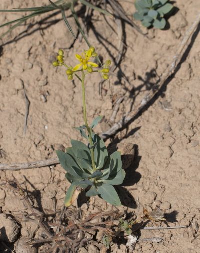 Haplophyllum ferganicum, photographed by Вячеслав Юсупов