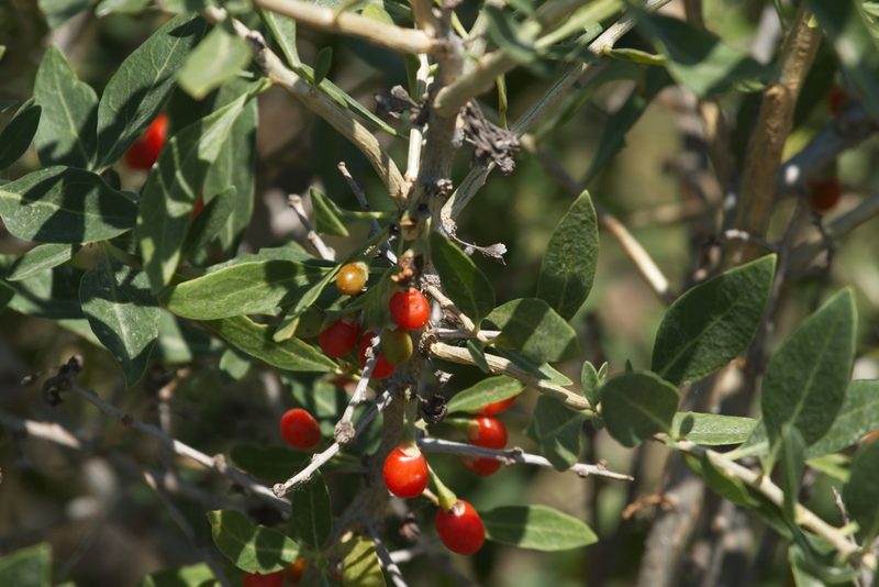Lycium dasystemum, photographed by Вячеслав Юсупов